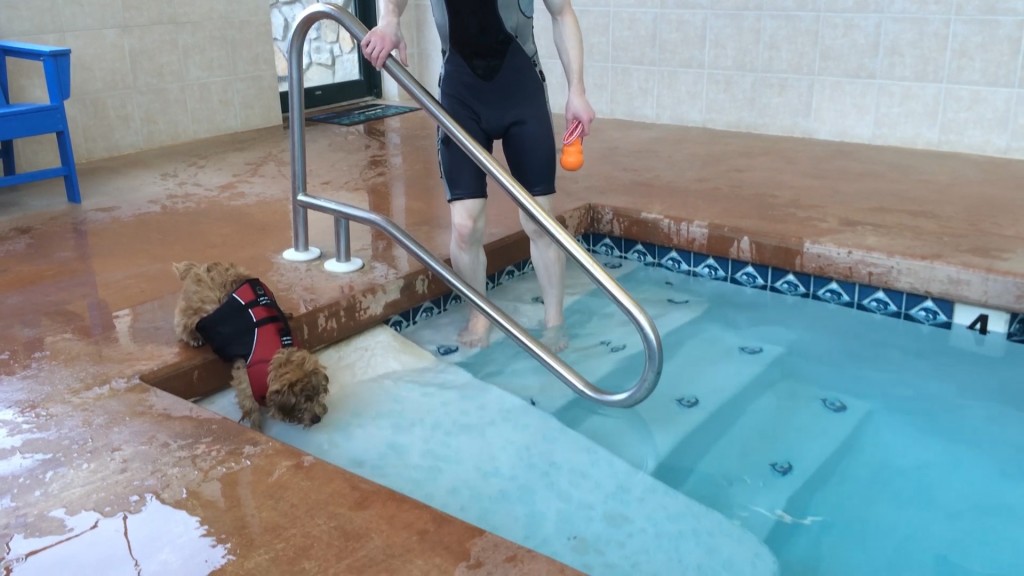 norfolk terrier hank entering swimming pool