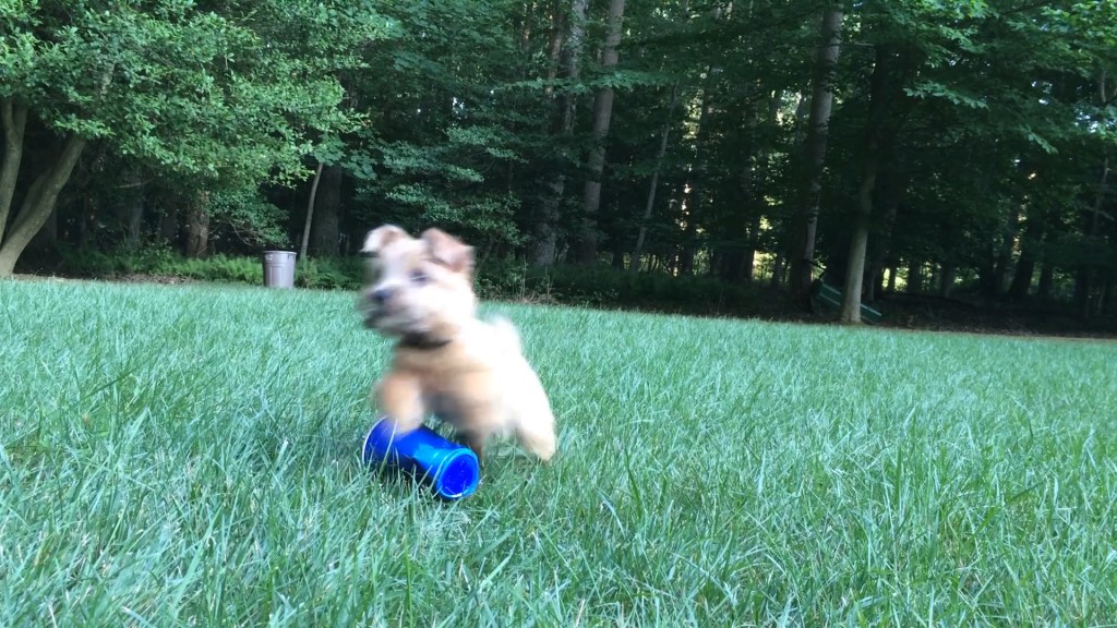 norfolk terrier ernie plays with party cup