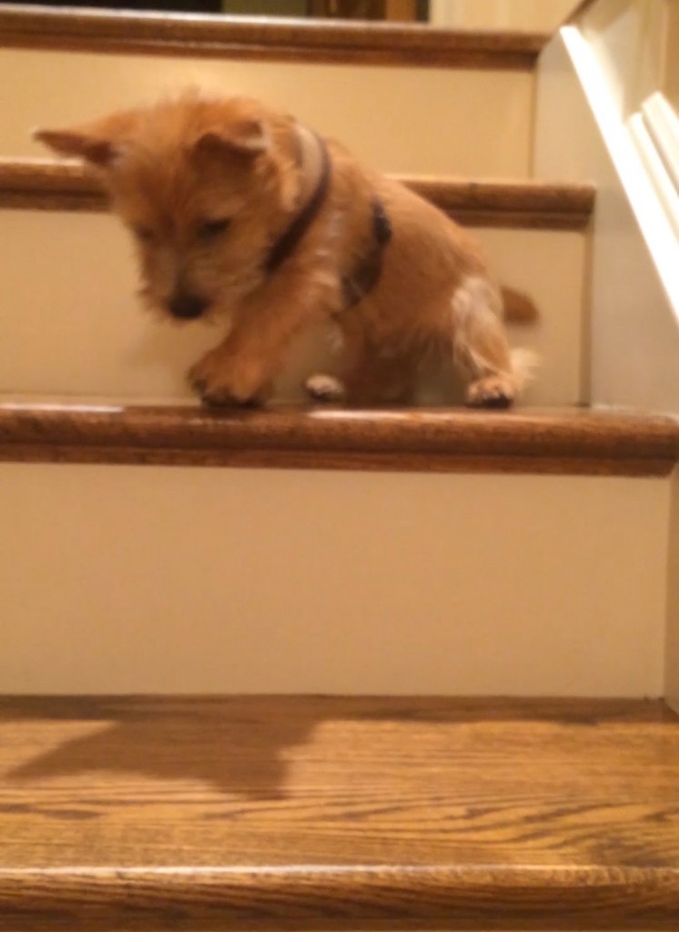 norfolk terrier ernie conquers stairs