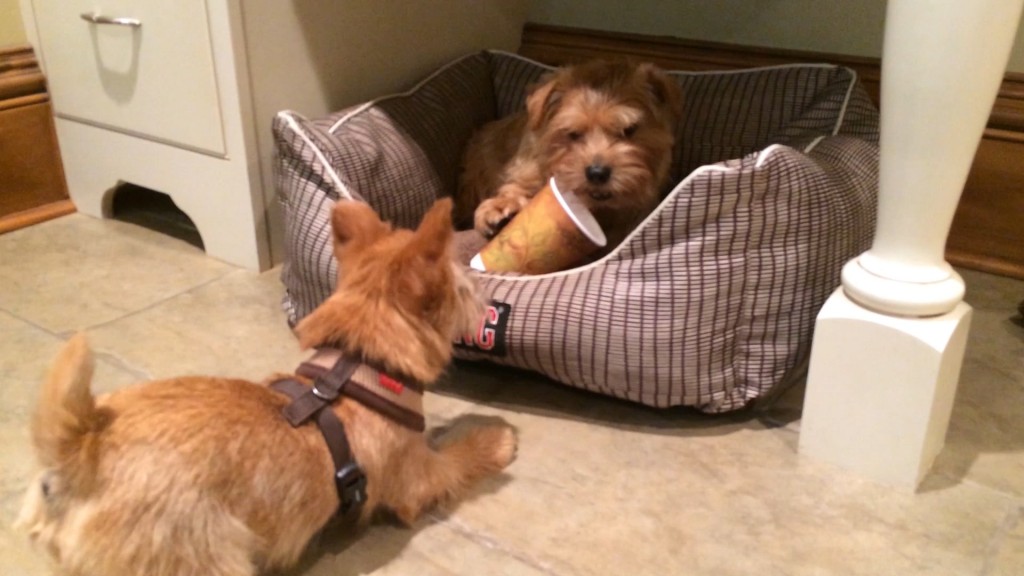 norfolk terrier ernie takes coffee cup from hank