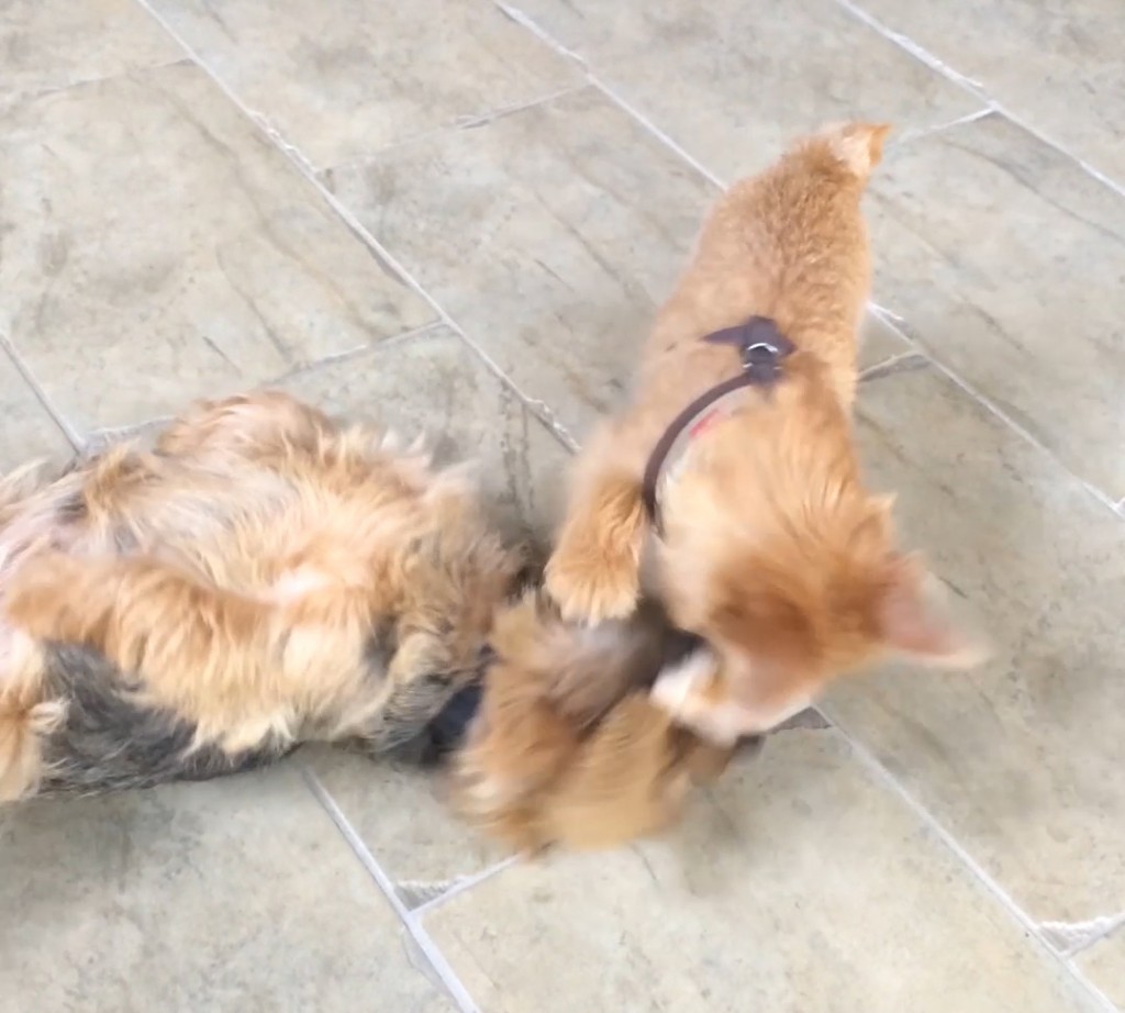 norfolk terriers ernie and otto battle for a toy squirrel