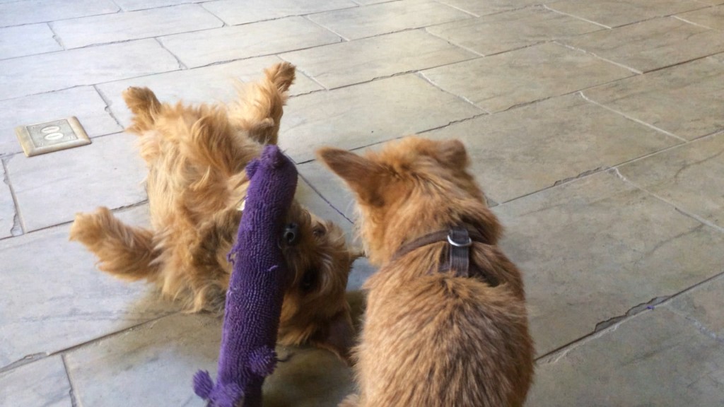 Norfolk Terriers Otto and Ernie Play WIth a Squeaky Toy