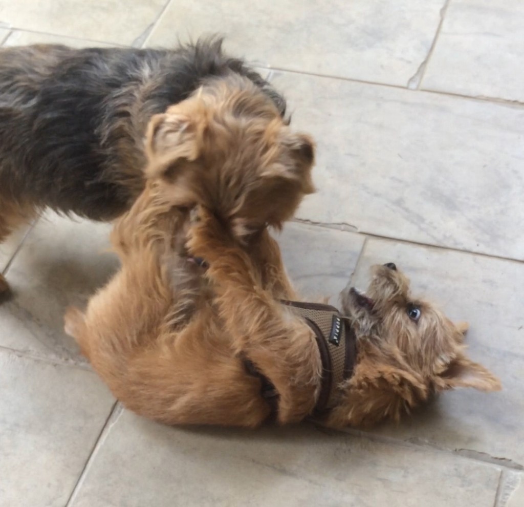 Norfolk Terriers Otto and Ernie Wrestling