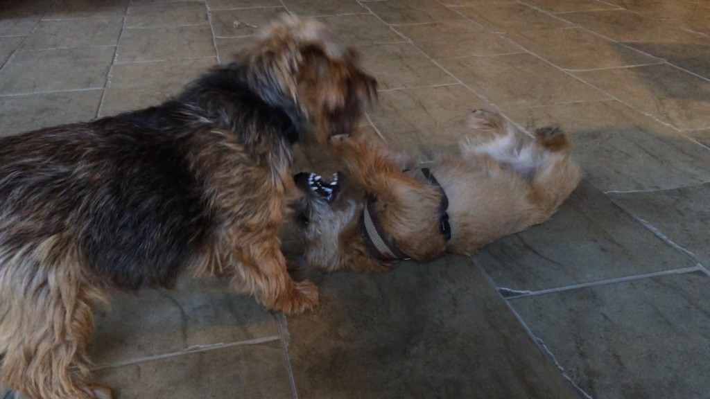 Norfolk Terrier Ernie Nips at Otto