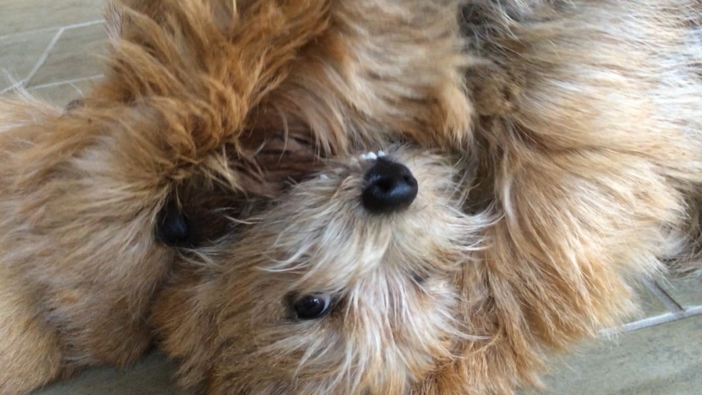 Norfolk Terrier Otto Is Not Fazed By Ernie