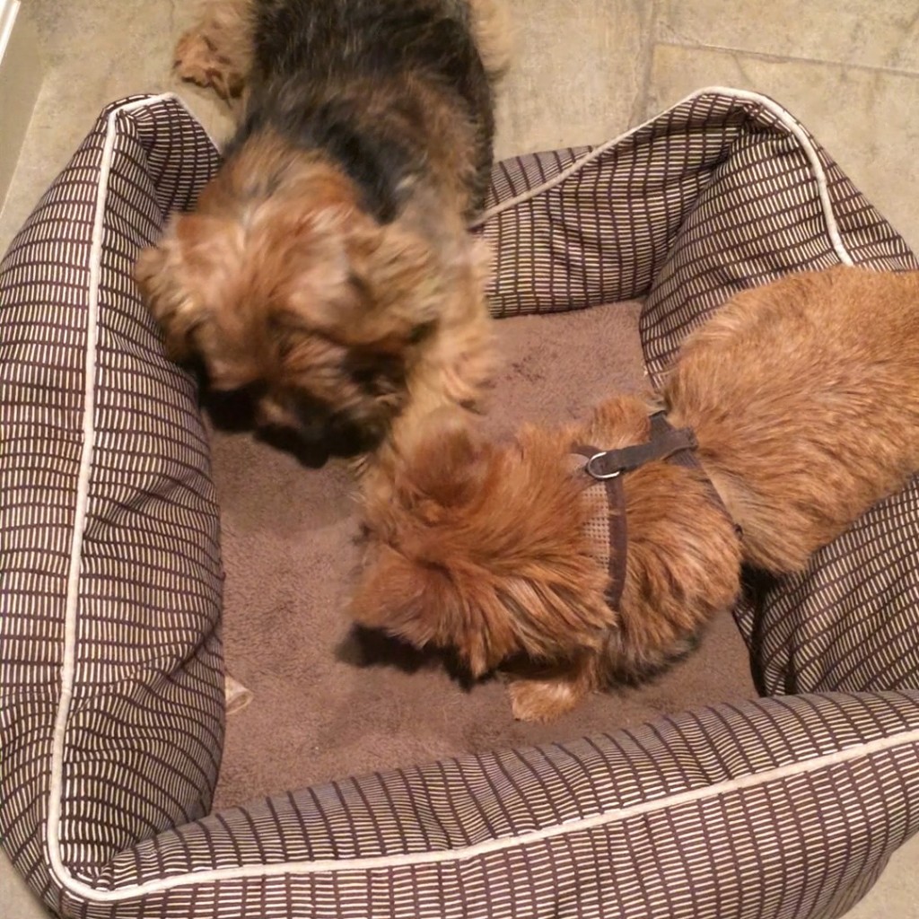 Norfolk Terriers Otto and Ernie Play With a Bone