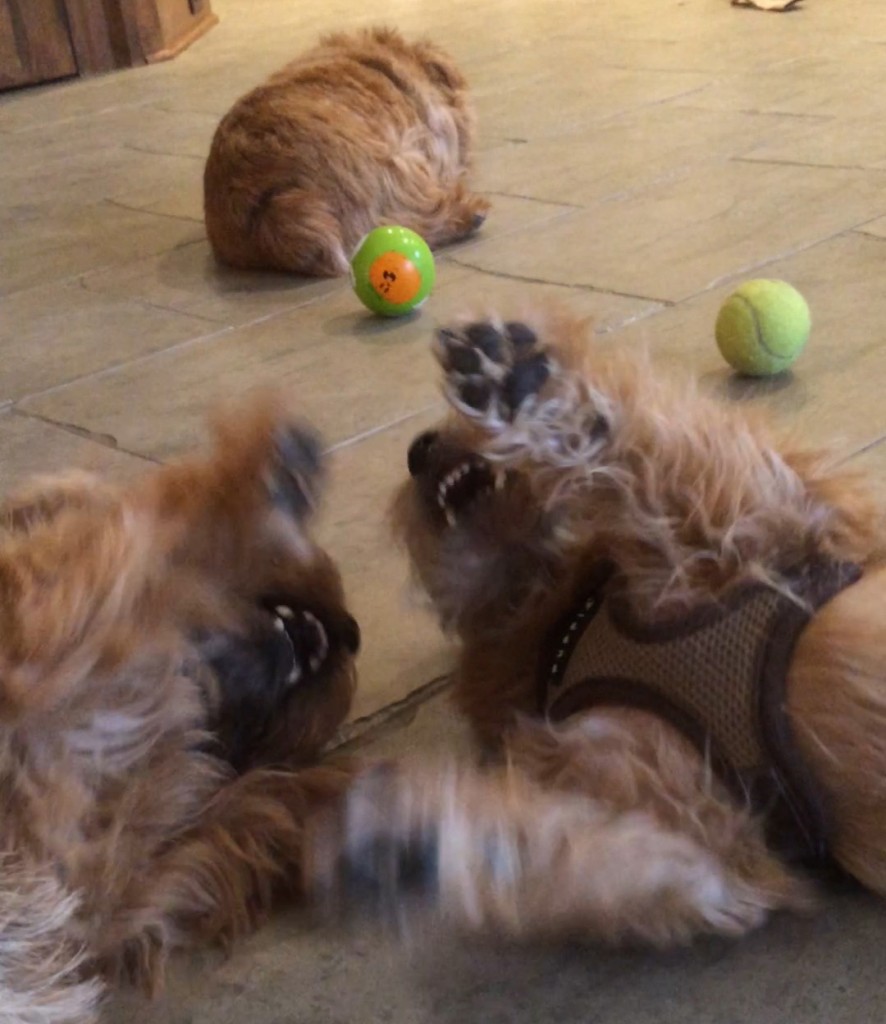 Norfolk Terriers Otto and Ernie Consider Wrestling