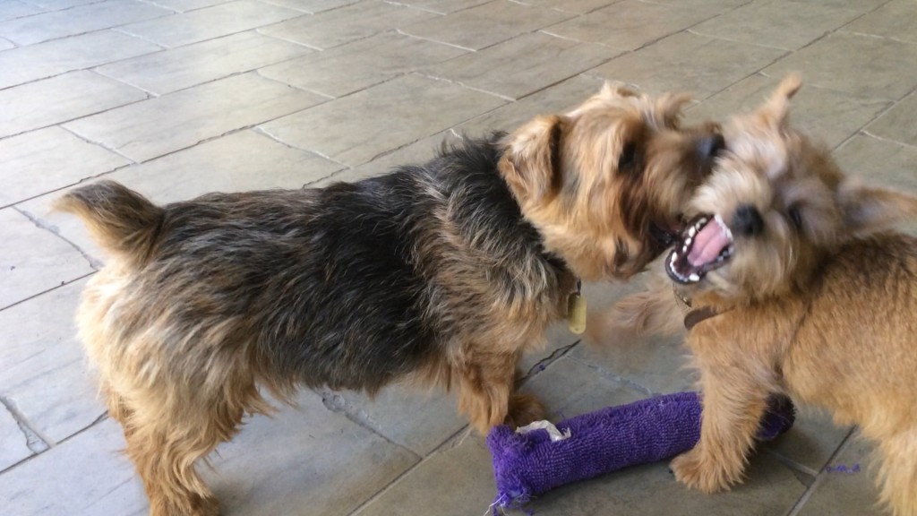 Norfolk Terriers Otto and Ernie Play With Squeaky Toy