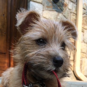 Norfolk Terrier Ernie