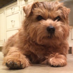 Norfolk Terrier Hank