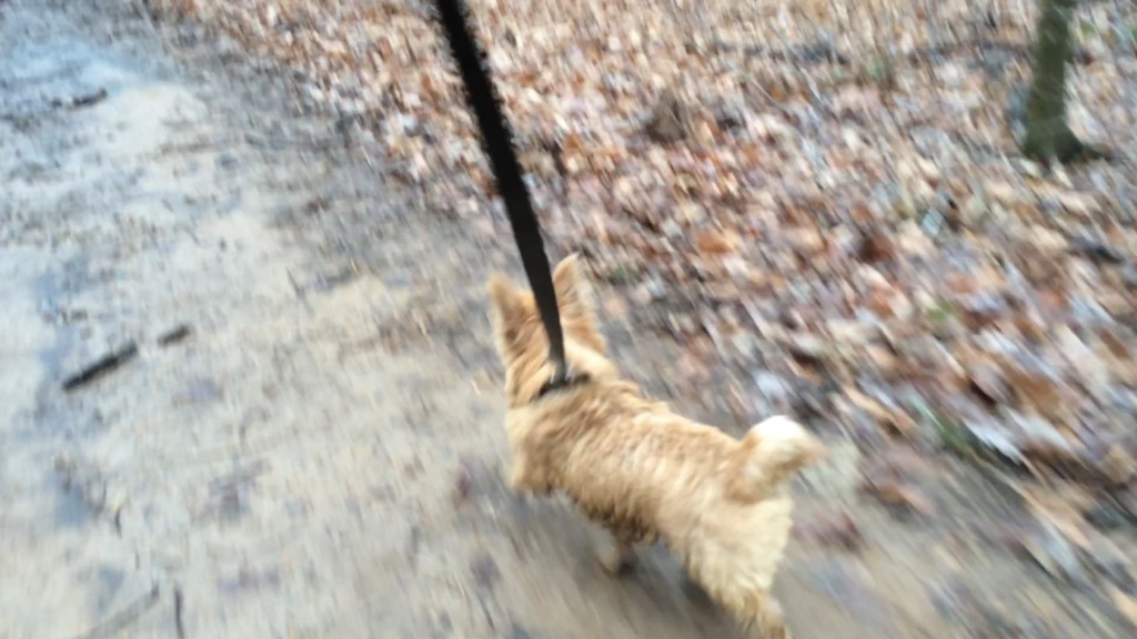 Norfolk Terrier Ernie Walks In Riverbend Park, Great Falls