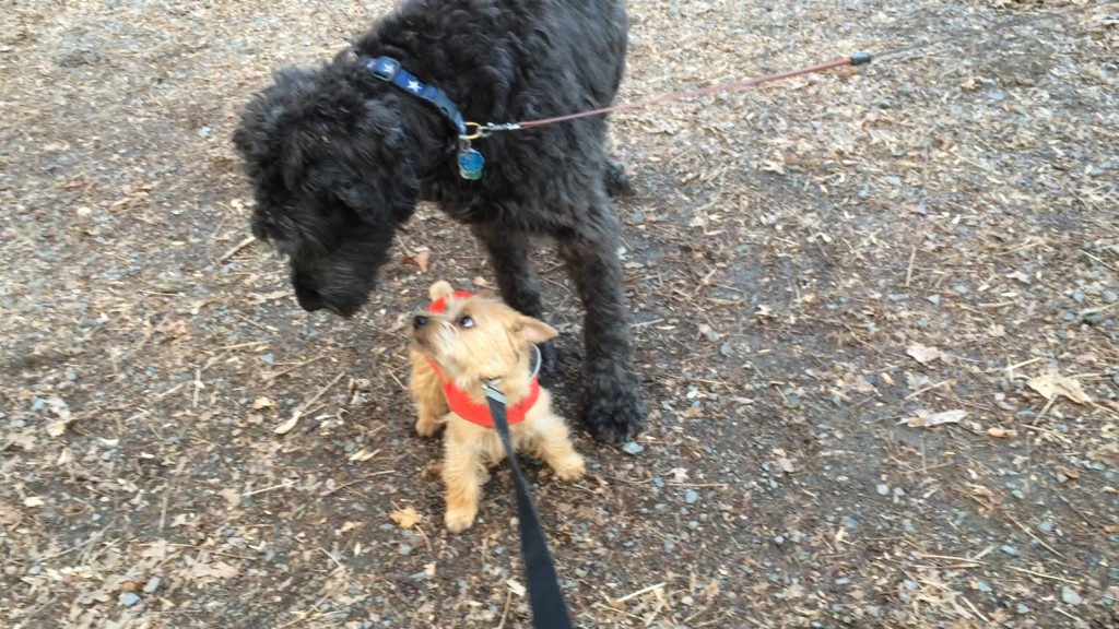 norfolk terrier ernie meets giant schnauzer