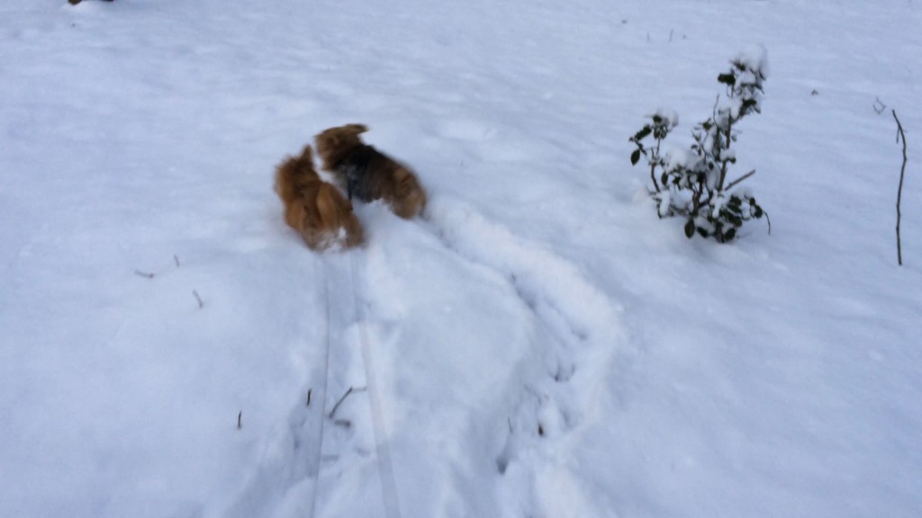 Norfolk Terriers Play In Fresh Fallen Snow
