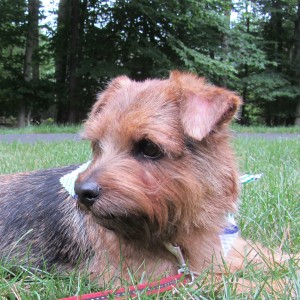 Norfolk Terrier Otto