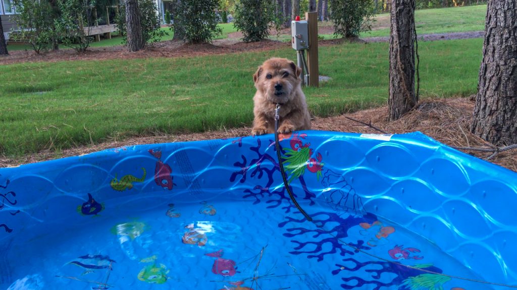 norfolk terrier hank born to swim