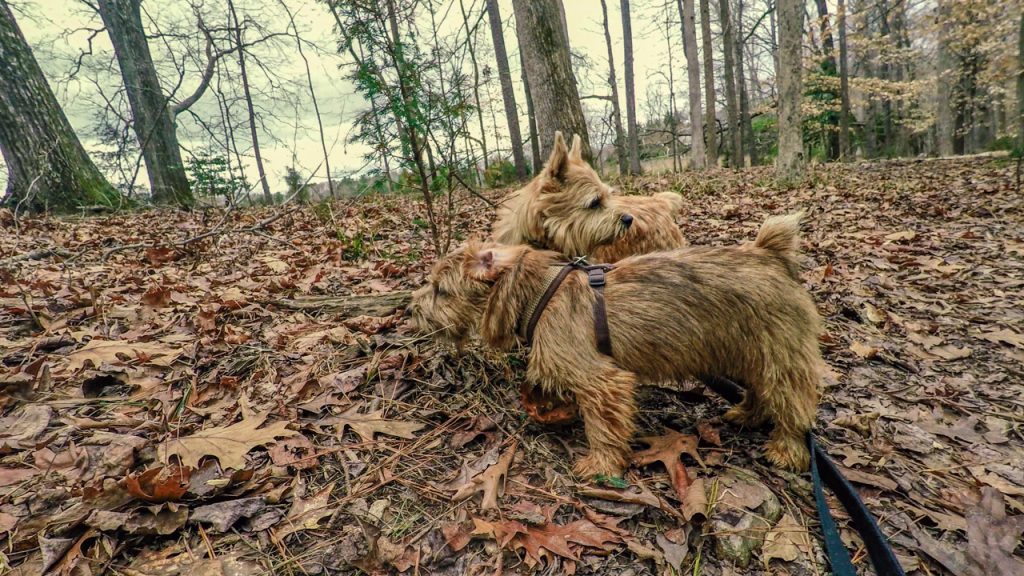 norfolk terriers ernie jaxon exploring hidden rocks