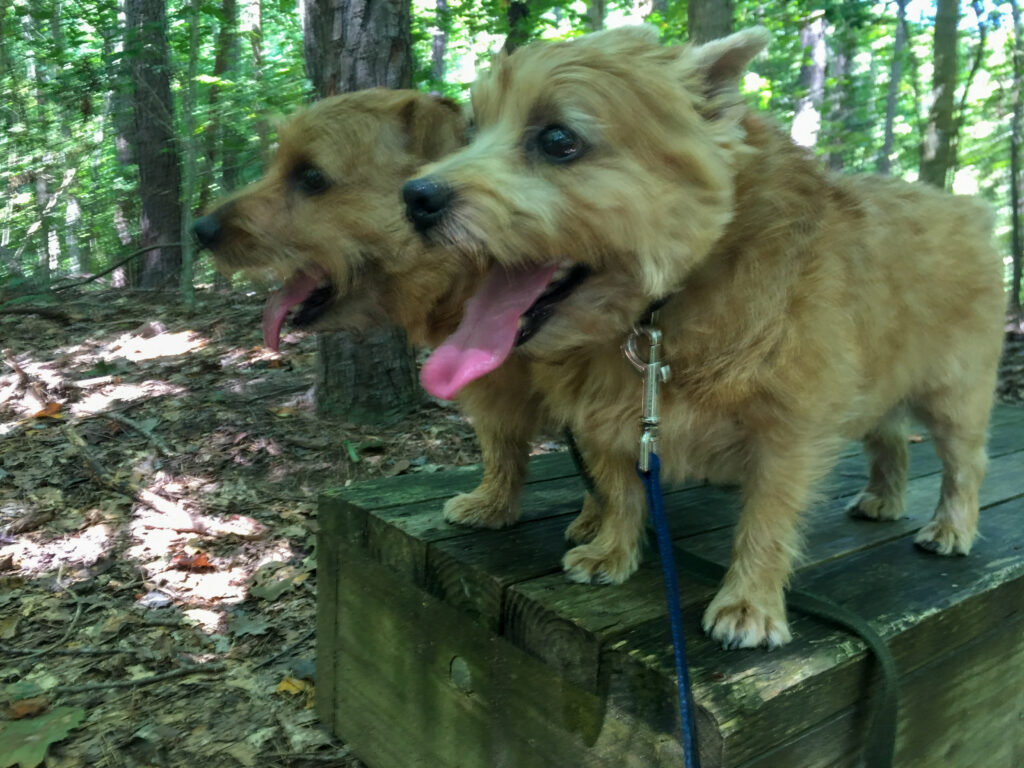 ernie and jaxon at blue jay