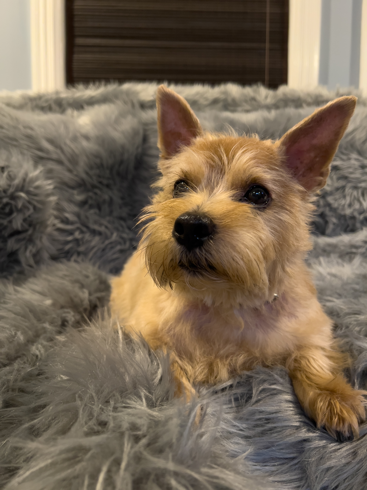 norfolk terrier ernie after his haircut