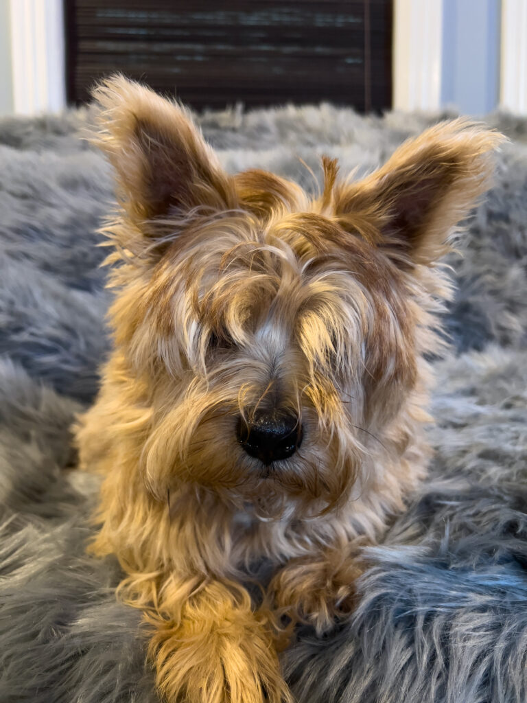 norfolk terrier ernie before his haircut