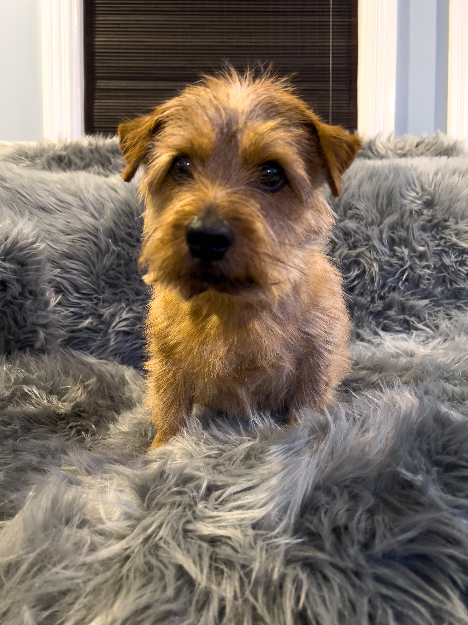 norfolk terrier jaxon after his haircut