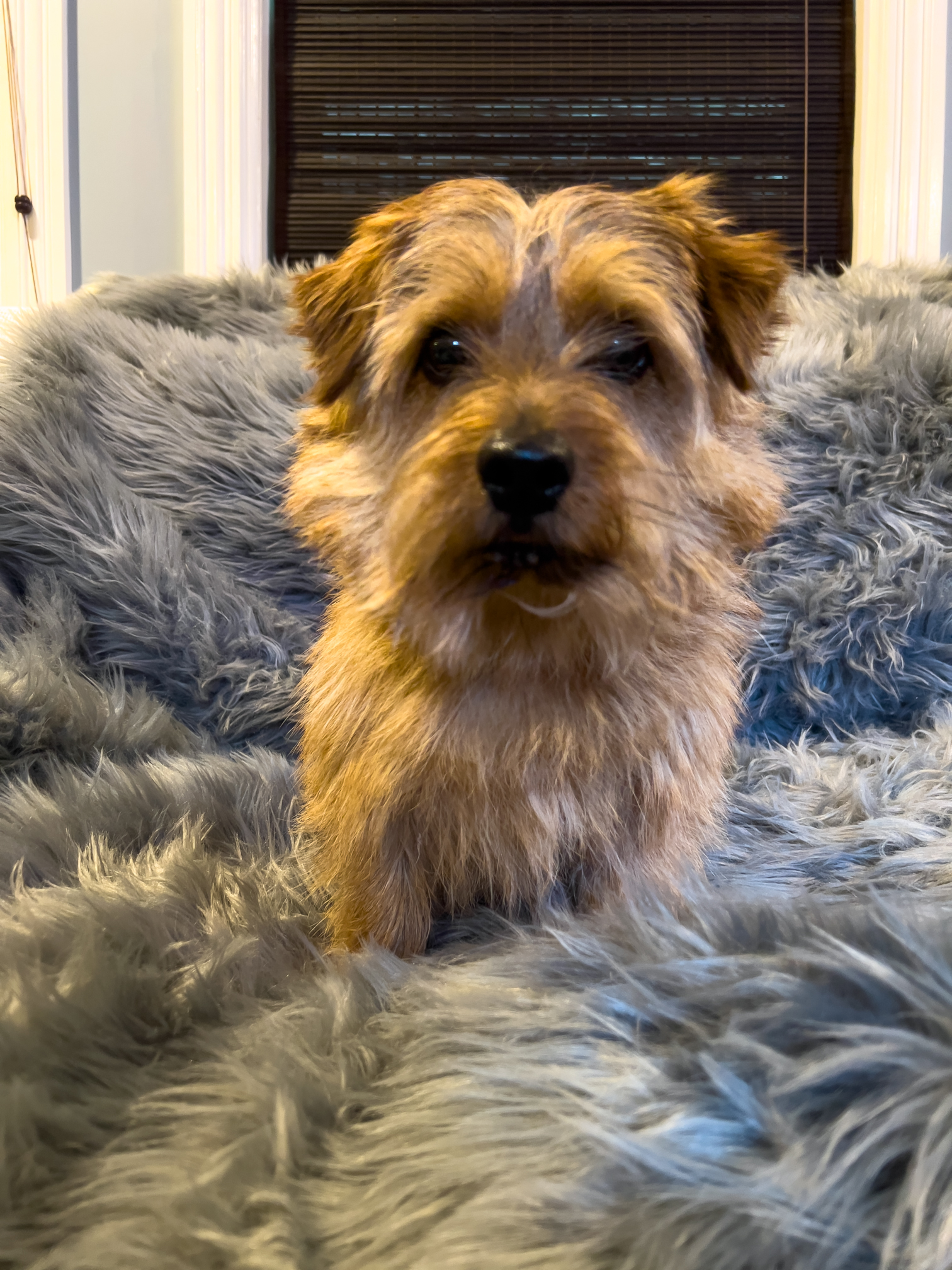 norfolk terrier jaxon before his haircut