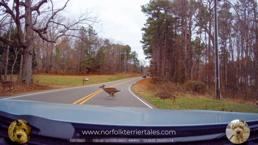 deer crossing the road