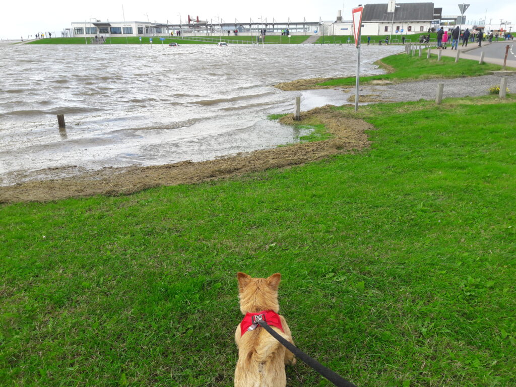 mini from germany at the wadden sea