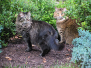 cagney-and-shania-in-shrubs