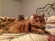 cagney-and-shania-resting-on-bed