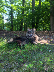 cagney-in-front-yard