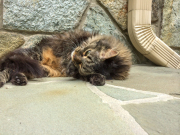 cagney-on-front-stoop