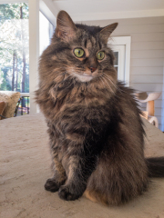 cagney-on-porch