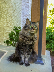 cagney-on-side-porch