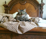 cagney-on-unmade-master-bed