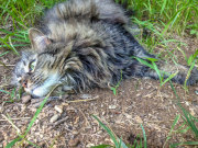 cagney-relaxing-in-stilt-grass