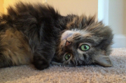 cagney-relaxing-on-rug