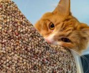 milo-the-cat-3