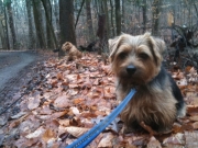 hank-and-otto-at-riverbend-park-001342