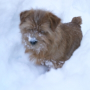 hank-in-snow-001301