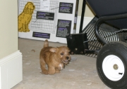 hank-running-in-garage-002431