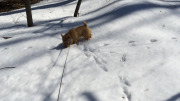 mystery-of-the-snow-channels-ernie-sniffing