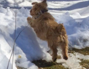 mystery-of-the-snow-channels-hank-jumping