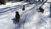 mystery-of-the-snow-channels-hank-otto-ernie