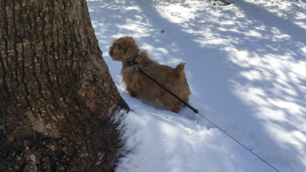 mystery-of-the-snow-channels-hank-studying