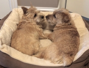 norfolk-terrier-ernie-and-jaxon