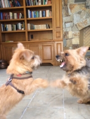 norfolk-terrier-ernie-and-otto-bitefest-1