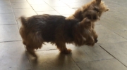 norfolk-terrier-ernie-is-a-tough-puppy-1