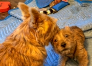 norfolk-terrier-ernie-nipping-jaxon