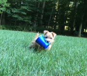 norfolk-terrier-ernie-plays-with-party-cup-2