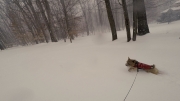 norfolk-terrier-ernie-romps-in-snow-1.jpg